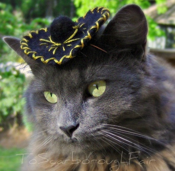 Visit this seller on Etsy if you are looking to purchase a cat sombrero.